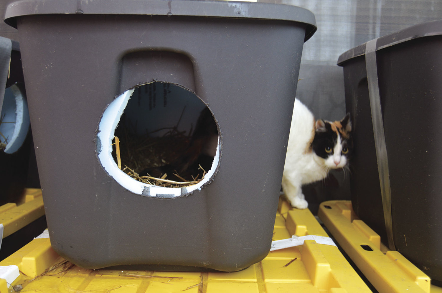 Stray cats seek warmth in 200 homemade shelters